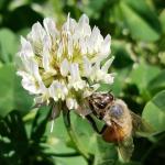 Trifolium repens with honeybee