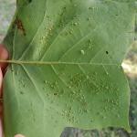 Tuliptree aphid activity was observed in Amherst, MA on 7/24/19. Flipping leaves over reveals the feeding aphids below. (Tawny Simisky, UMass Extension)