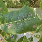 Tupelo leaf miner damage (R .Norton)