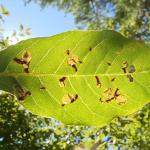 Tupelo leaf miner damage viewed from underside of leaf (R. Norton)