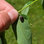 Adult twice-stabbed stink bug on Robinia spp. on 5/28/2024 in Chesterfield, MA. Photo: Tawny Simisky, UMass Extension.