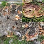 Decaying urban tree stump (of unknown species) with fruiting bodies of the wood-rotting pathogen Ganoderma sessile. 