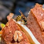 Vespid species helping itself to a turkey sandwich in Sequioa National Park on 8/23/2024. Photo: Tawny Simisky, UMass Extension.