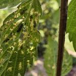 Viburnum leaf beetle larvae on underside of Viburnum dentatum (R. Norton)