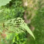 Viburnum leaf beetle on arrowwood viburnum.