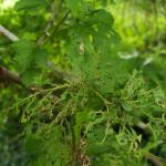 viburnum leaf beetle on Viburnum dentatum, arrow-wood viburnum