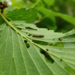 Viburnum leaf beetle was observed in arrowwood viburnum.  RN