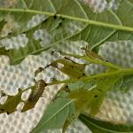 viburnum leaf beettle