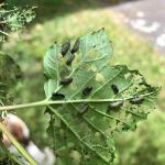 Viburnum leaf beetle larvae and feeding damage seen in Pelham, MA on 5/31/20. (Photo Courtesy of Sonia Schloemann)