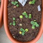Pansy seedlings displaying symptoms of black root rot 1 (D. Volante)