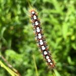 The caterpillars of the white satin moth are distinctive in their coloration. This photo was taken on 6/23/2021 in Berkshire County, MA (Image Courtesy of: Eric Reynolds, MA Department of Conservation and Recreation.)
