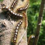 A group of white satin moth caterpillars seen in Beartown State Forest in Berkshire County, Massachusetts on 6/23/2020. Note the white markings and the paired red “warts”. (Photo Courtesy of Eric Reynolds)