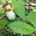 white spore layer on azalea leaf and flower galls