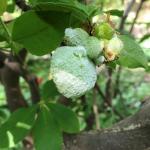 white spore layer on azalea leaf and flower galls