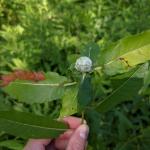 Early season gall created by the willow pinecone gall midge viewed on 6/24/2021 in Beartown State Forest (Berkshire County, MA). (Photo: Tawny Simisky, UMass Extension.)