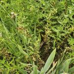 Wilting, yellowing and dieing stems of aster from white mold (R.Norton)