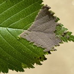 Winter cutworm eggs seen on Japanese elm on 8/22/2024. Image courtesy of Brady Yacek.