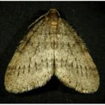 winter moth