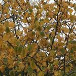 American witch-hazel fall color