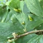 Witchhazel Cone Gall Aphid    