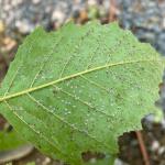 The aleurodiform (whitefly form) of the witchhazel leaf gall aphid (Hormaphis cornu) found on river birch on 8/25/2022. Easily confused for a scale insect or whitefly, but it is an aphid! (Photo courtesy of: Kyle Kaseta, MA Department of Agricultural Resources.)
