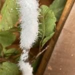 Woolly alder aphid colony (Prociphilus tessellatus). Kit Ganshaw