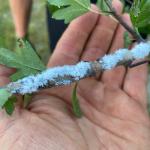 Woolly apple aphids found on hawthorn on 9/4/2021. (Courtesy of Tom Ingersoll.)