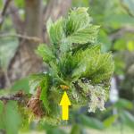 Early season woolly apple aphids and the damage they cause to elm leaves seen in Hampshire County, MA on 6/1/2021. (Tawny Simisky, UMass Extension.)
