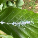 woolly beech aphid  