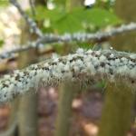 Woolly Beech Aphids