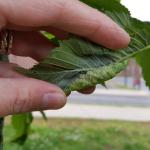 Curled leaves surround woolly elm aphids in Amherst, MA as observed on 5/30/19. (Tawny Simisky, UMass Extension)