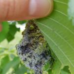 Woolly elm aphids viewed on 6/13/18 within a curled leaf in Amherst, MA. Many of these aphids are winged and getting ready to migrate to their summer host: serviceberry. (Photo: T. Simisky)