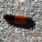 The woolly bear caterpillar is the immature stage of the Isabella tiger moth. These fuzzy caterpillars can be seen wandering paved surfaces at this time. Many wandering individuals were observed on 10/4/17 in Boylston, MA. (Simisky)