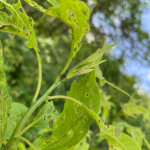 An adult yellow poplar weevil and feeding damage on sassafras seen on 5/24/2022 in Bristol County, MA. (Image Courtesy of: Steve Antunes-Kenyon, MDAR)