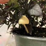 Leucocoprinus birnbaumii mushroom in an ornamental pot