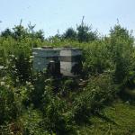 bee hives in summer