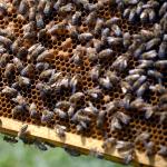 a honey bee frame
