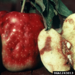 Damage to fruit, including larval tunneling, caused by apple maggot fly