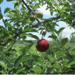 Red sticky sphere used for AMF monitoring.