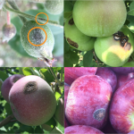 Figure 1) Top left: apple fruitlet and leaf petiole (stem) with scab lesions. Top right: early season infections worsening and leading to corking and cracking on unripe fruit. Bottom left: ripening fruit scab lesion beginning to crack in the center. Bottom right: scab lesion on apple in storage.