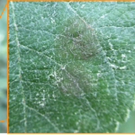 Figure 2) Left: many light olive-colored, young scab lesions developing on leaf. Right: expanded leaf infection detail showing two separate lesions in close proximity. These lesions will develop new spore and cause additional infection. 