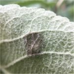 Figure 3) Scab lesion from spore landing on lower/underside of leaf. 
