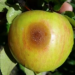 Figure 1) Bitter Rot lesion on Honeycrisp