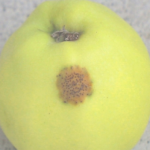 Figure 2) Cedar apple rust lesion on fruit.