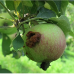 Apple fruit infested with codling moth. Note the brown material (frass) being pushed out by the larva.