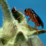 Figure 1) Adult European apple sawfly. 