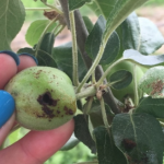 Figure 2) Developing fruitlet damaged by EAS larvae.