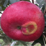 Figure 3) Characteristic EAS scar on ripe fruit.