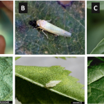 Figure 1) Leafhopper adults (top row) and nymphs (bottom row): (A) white apple leafhopper (WALH), (B) rose leafhopper (RLH), (C) potato leafhopper (PLH). WALH nymphs are differentiated from PLH nymphs by the way they walk when disturbed - WALH walk forward and backward, while PLH walk sideways in a crab-like fashion