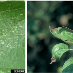 Left: White flecking stippling characteristic of WALH and RLH feeding. Right: Feeding damage caused by PLH – leaves curl at the margins, and eventually turn brittle and brown (hopperburn)